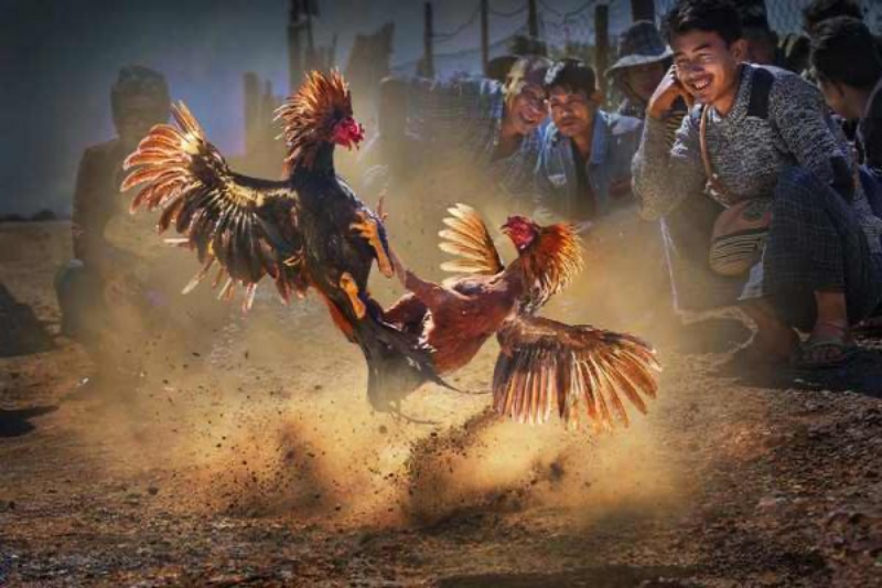 Tìm Hiểu Về Các Loại Kèo Cược Đá Gà Tại Nhà Cái S666