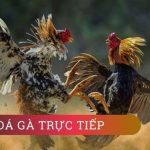 Các loại kèo đá gà online phổ biến nhất tại S666 hiện nay