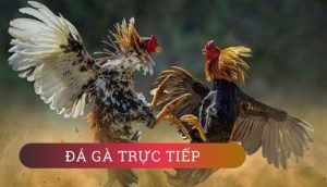 Kèo Cược Đá Gà Tại Nhà Cái S666