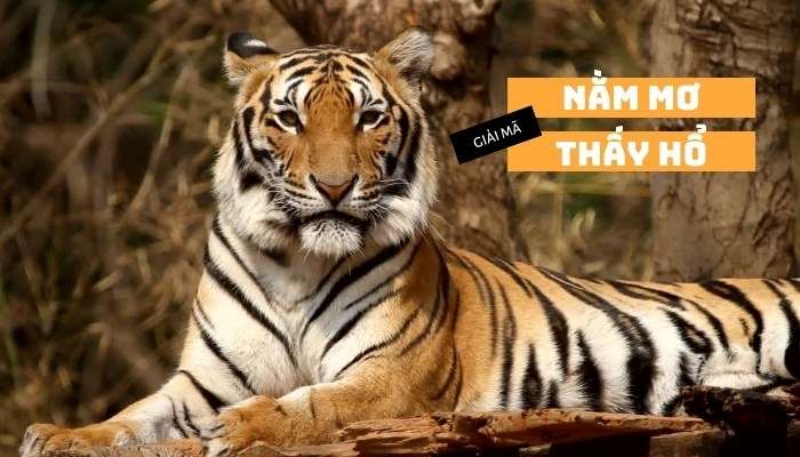 Các con số liên quan mơ thấy hổ?