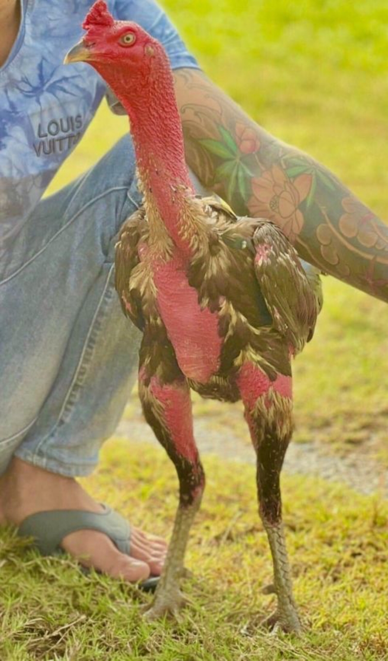 Tía Vẹo Bình Thuận