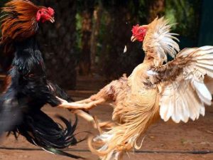 Gà chọi Mã Lai rất được ưa chuộng hiện nay