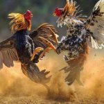 Cách Chữa Gà Bị Run Chân Nhanh Và Siêu Hiệu Quả Tại S666