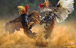 Cách Chữa Gà Bị Run Chân Nhanh Và Siêu Hiệu Quả Tại S666