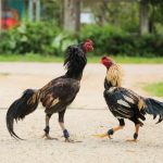 Hướng dẫn coi ngày tốt đá gà chuẩn không cần chỉnh từ S666