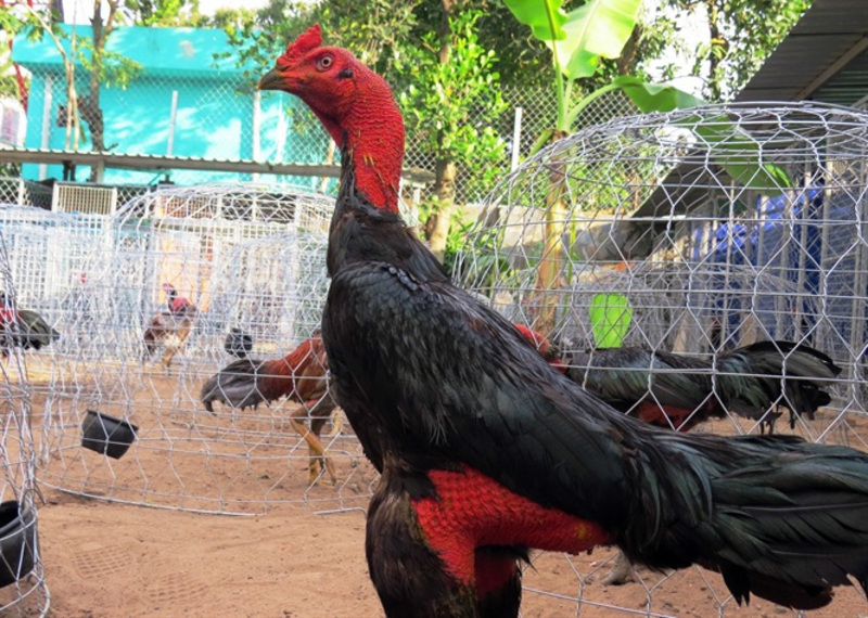 Sư kê hãy chú ý đến quá trình chăm sóc và luyện tập cho gà