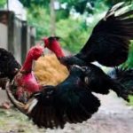 Cách nuôi gà đá cựa có lực trông săn chắc từ S666 sư kê nên biết