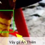Tại sao vảy gà án thiên được săn đón? Cách xem vảy độc án thiên