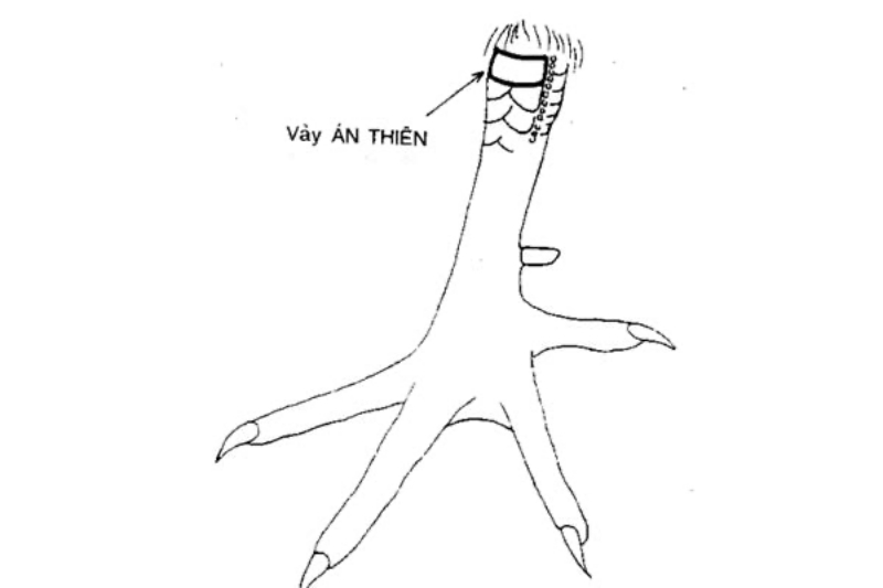 Giá Trị Của Gà Chiến Với Vảy Tam Tài Án Thiên