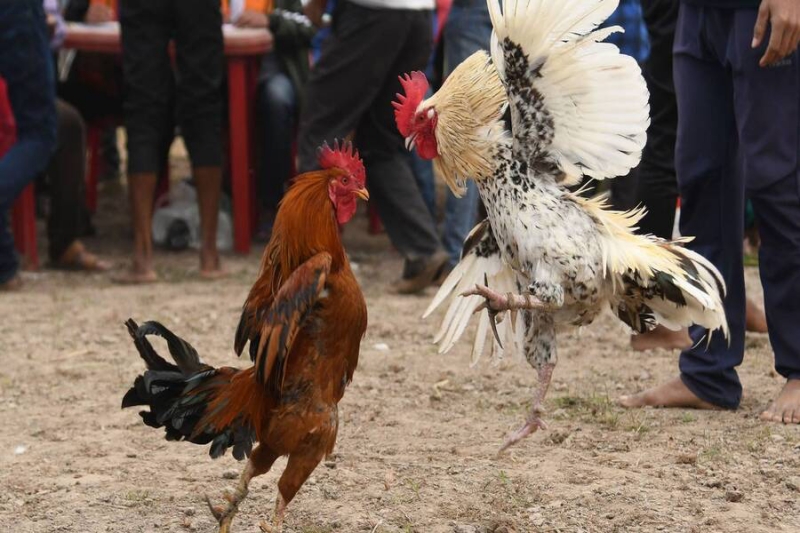 Gà có vảy giáp ngọc
