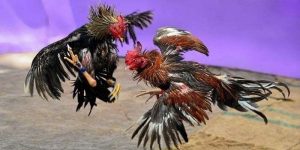 Những chú gà chiến này có khả năng chiến đấu mạnh