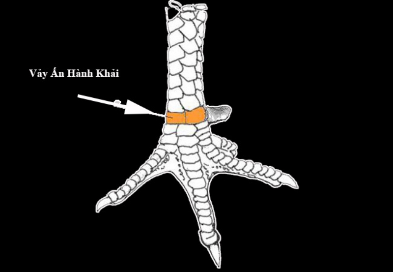 Chọn gà đá hay sao cho tốt từ cao thủ S666