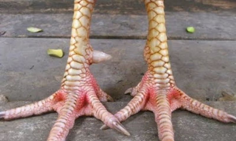 Lựa chọn gà đá hay nhờ vảy ngũ quỹ