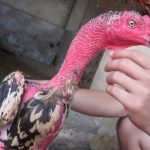 Cách làm cho cổ gà đá chọi to ra mà sư kê nên biết từ S666