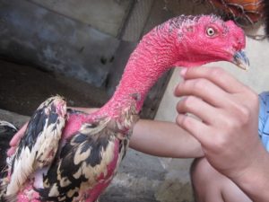 Cách làm cho cổ gà đá chọi to ra mà sư kê nên biết từ S666