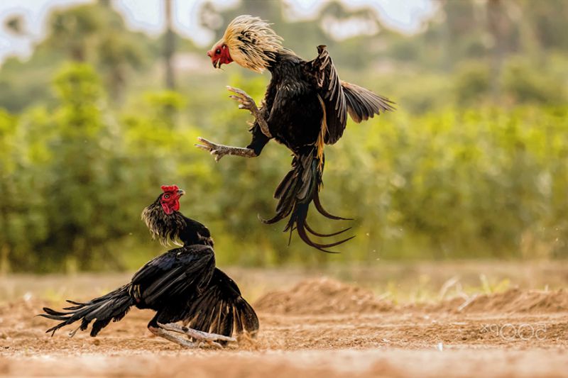 Luật chơi đá gà mỹ