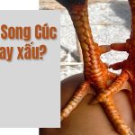 Vảy Song cúc tốt hay không? Gà có vảy song cúc đấu có mạnh