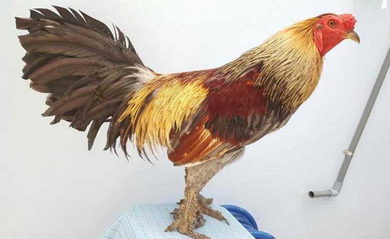 Phép Màu Của Gà Chọi Vảy Rồng