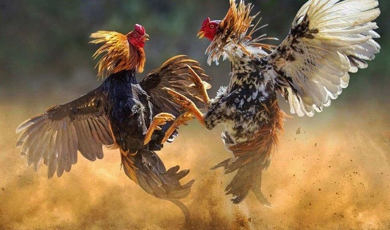 Một số thông tin quan trọng về S666