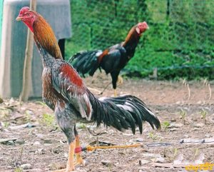 Kèo nhà cái đá gà S666 có chuẩn xác và uy tín hay không?