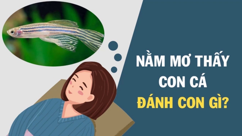 Ý nghĩa của Giấc mơ thấy cá chép