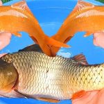 Giấc mơ thấy cá chép đánh số mấy? Ý nghĩa giấc mơ về cá chép