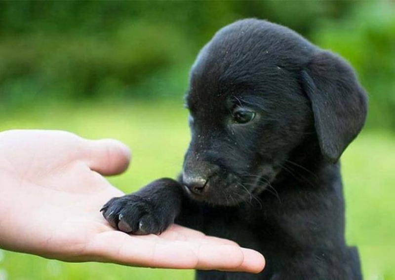 Ngủ mơ thấy bị chó đen đuổi