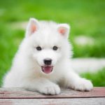 Mơ thấy chó đánh số nào dễ ăn? Ý nghĩa giấc mơ thấy chó S666