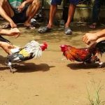 Thuật ngữ trong đá gà S666 có thật sự khó hiểu như lời đồn