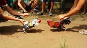 Thuật ngữ trong đá gà S666 có thật sự khó hiểu như lời đồn