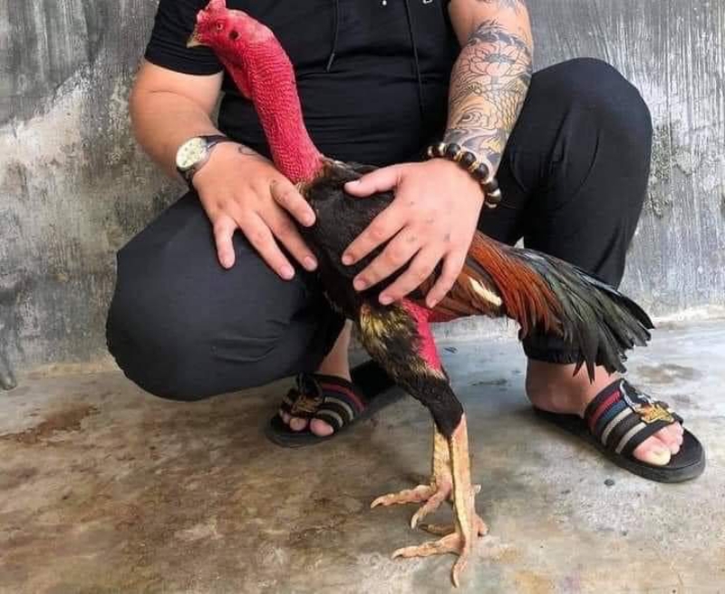 Tía Mù Gia Lai - Quái Vật trong Làng Gà Chọi