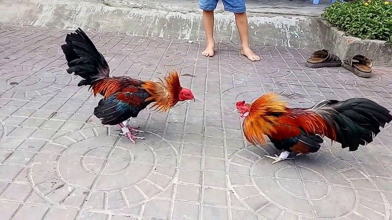 Vảy ngũ quỷ