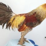 Vảy gà Phủ Địa tốt không? Bí kíp nuôi kê chiến để thành siêu phẩm
