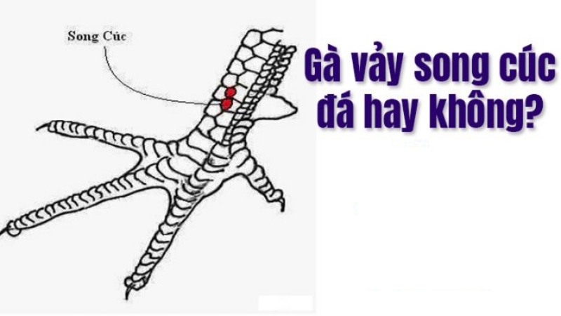 Khám Phá Thế Giới Bí Ẩn Của Những Chiếc Vảy Gà Đá