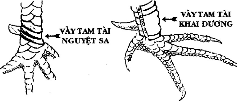 Vảy liên giáp