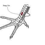 Top các loại vảy gà chọi hiếm có mà sư kê nên sử dụng