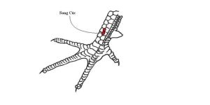 Top các loại vảy gà chọi hiếm có mà sư kê nên sử dụng