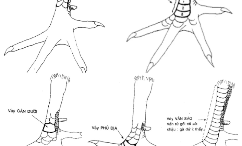 Vảy Vấn Cán Hoành Khai