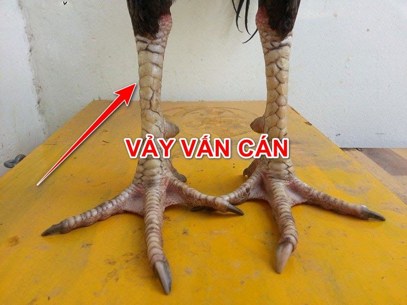 Vảy Vấn Cán Mọc Ở Trên Cựa