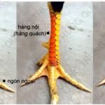 Vảy gà vấn cán có thực sự tốt? Cách xem đặc điểm vảy vấn cán
