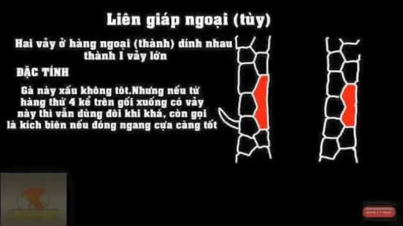 Vảy Liên Giáp ngoại