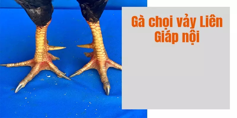 Vảy Liên Giáp Hậu