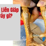 Vảy liên giáp tốt hay xấu? Các loại vảy liên giáp phổ biến nhất