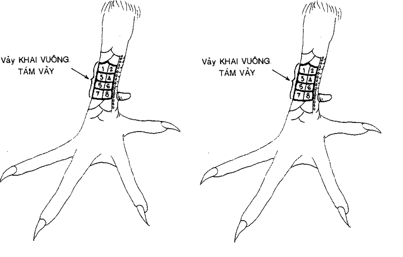 Bí ẩn Của Những Chiến Kê Sắp Được Khám Phá