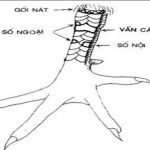 Vảy vấn cán hoành khai trên gà có tốt? Đặc điểm nhận dạng vảy