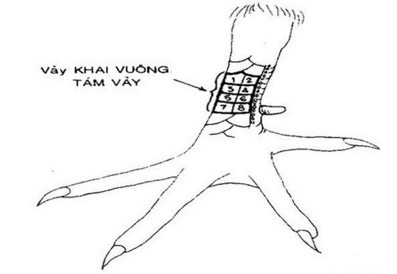 Kỹ Năng Đỉnh Cao Của Chiến Kê Có Vảy Vấn Cán