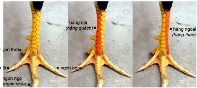 Vảy Vấn Cán Hoành Khai: Nằm Đâu Trên Thân Gà?