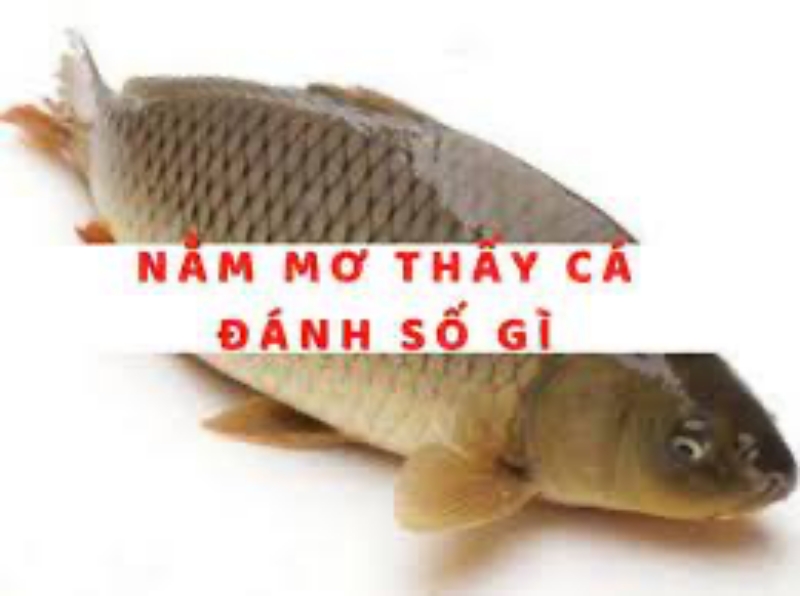 Nằm mơ thấy cá là điềm báo lành hay dữ?