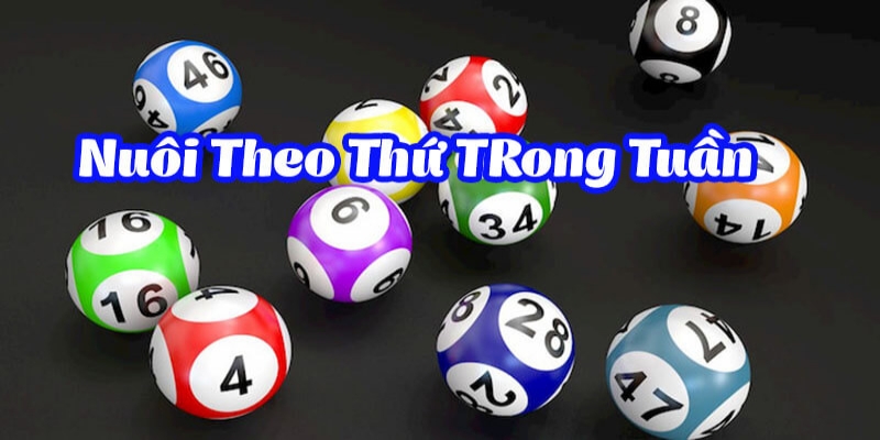 Những bước cơ bản nuôi lô khung 4 ngày tại S666